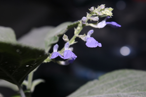 Image of Salvia roscida by (c) Rodolfo Maximiliano Gutiérrez-Sánchez, some rights reserved (CC BY)