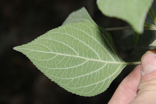 Image of Salvia roscida by (c) Rodolfo Maximiliano Gutiérrez-Sánchez, some rights reserved (CC BY)