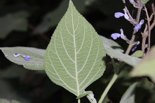 Image of Salvia roscida by (c) Rodolfo Maximiliano Gutiérrez-Sánchez, some rights reserved (CC BY)