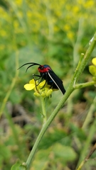 Ctenucha multifaria