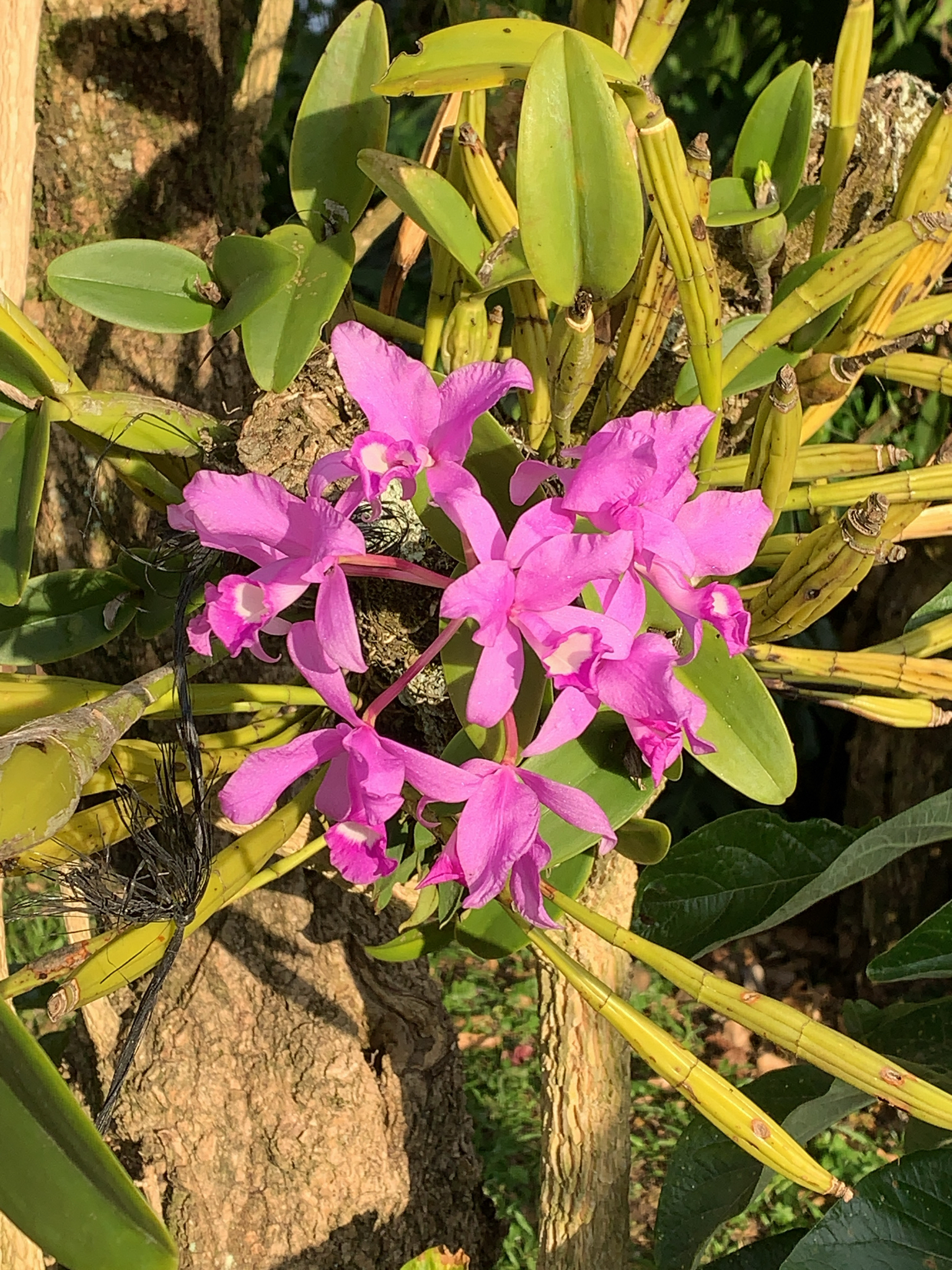 Imagem de Orquídea chocolate