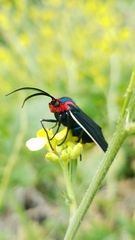 Ctenucha multifaria