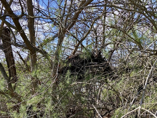 iNaturalist observation photo of Woodrats