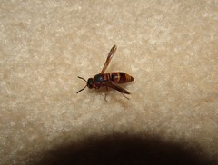 Euodynerus hidalgo hidalgo
