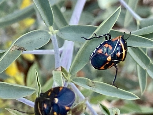 iNaturalist observation photo of Harlequin Bug