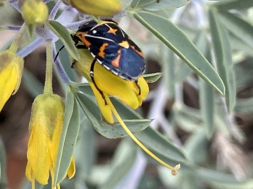 iNaturalist observation photo of Harlequin Bug