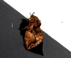 Eudocima serpentifera