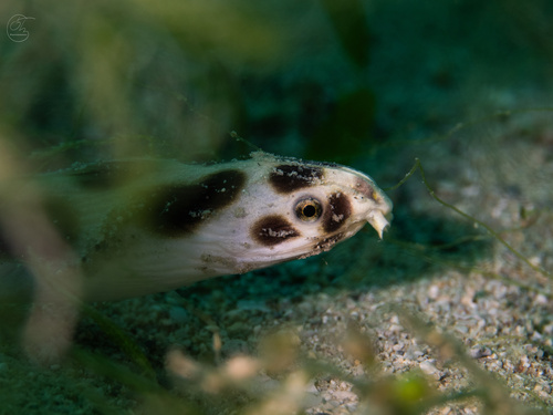 Myrichthys magnificus observed 2025-02-11