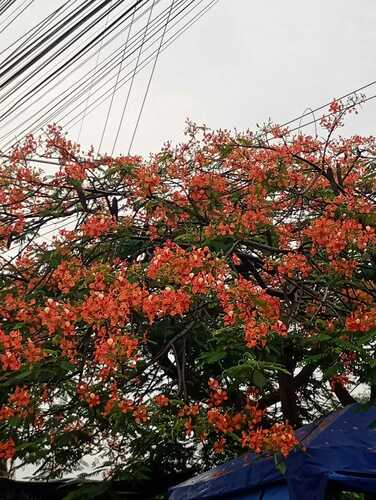 Delonix regia - Whole tree