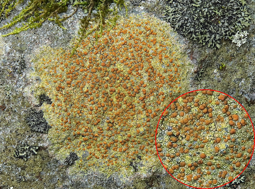 Sulphur Firedot
