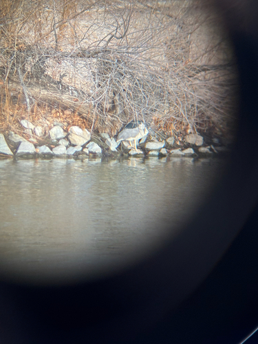Black-crowned Night Heron photographed in New Mexico