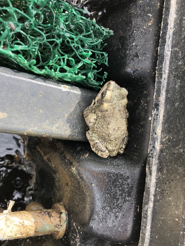 iNaturalist observation photo of Red-spotted Toad