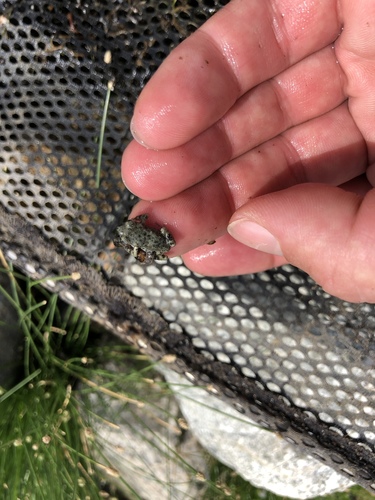 iNaturalist observation photo of Red-spotted Toad