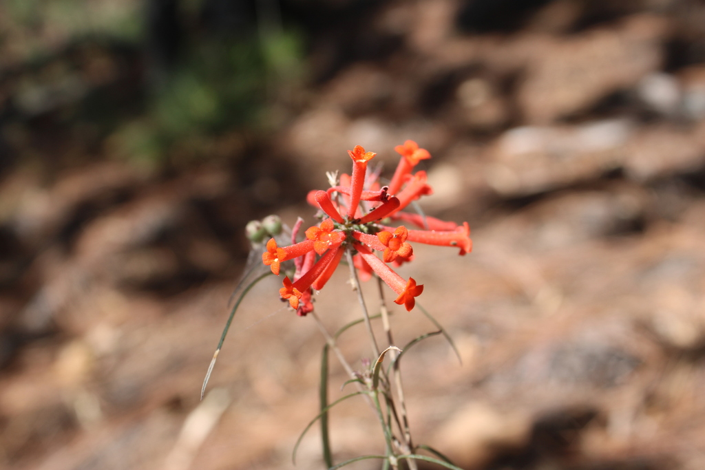 Bouvardia tenuifolia