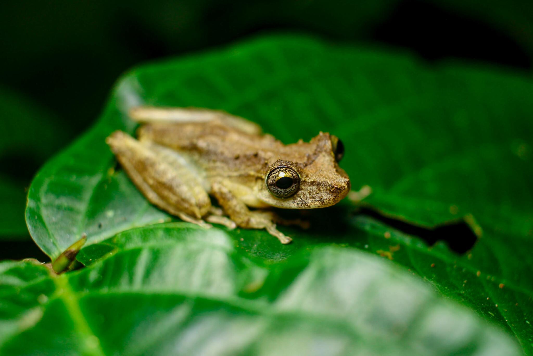 Rio Babi Snouted Treefrog photo 3