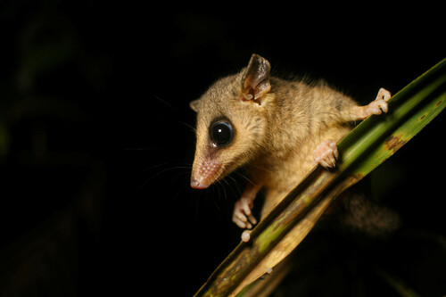 South-eastern Woolly Mouse Opossum
