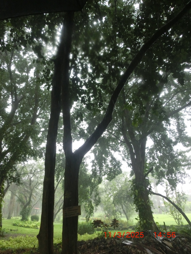 Foto de Limão-cravo