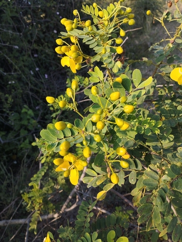 Image of Matara-tea by (c) Siva Naturewild, some rights reserved (CC BY)