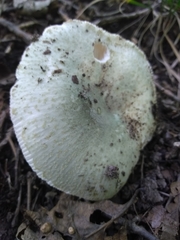 Russula parvovirescens