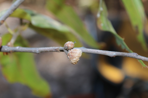 Image of Quercus viminea by (c) Rodolfo Maximiliano Gutiérrez-Sánchez, some rights reserved (CC BY)