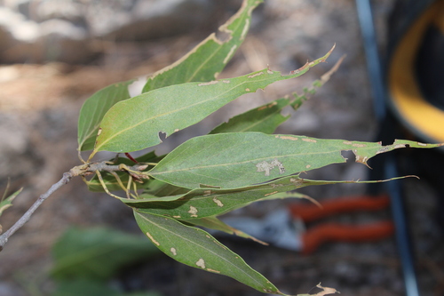 Image of Quercus viminea by (c) Rodolfo Maximiliano Gutiérrez-Sánchez, some rights reserved (CC BY)