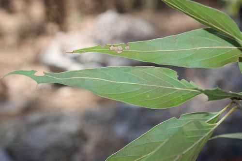 Image of Quercus viminea by (c) Rodolfo Maximiliano Gutiérrez-Sánchez, some rights reserved (CC BY)