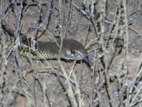 Mulga Snake sighting