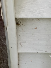 Agelenopsis