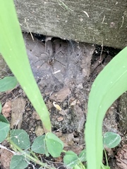 Agelenopsis