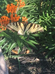 Papilio glaucus