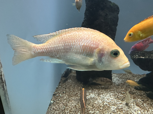 Sulphurhead aulonocara (Otopharynx lithobates) — Cichlidae — 2