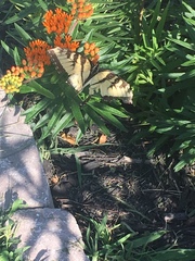 Papilio glaucus
