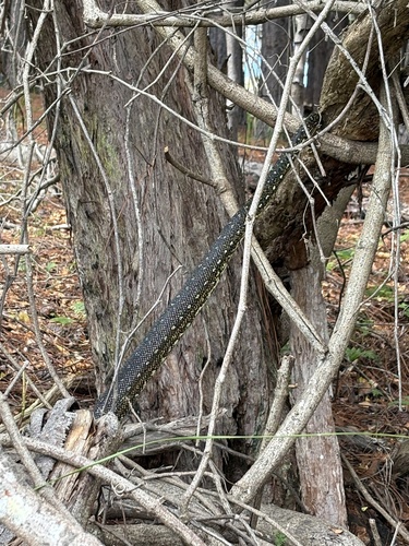 Diamond Python sighting