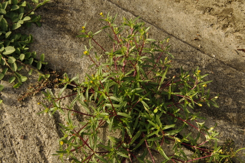 Tropical Chinchweed