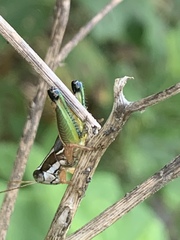 Phaedrotettix