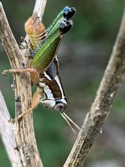 Phaedrotettix