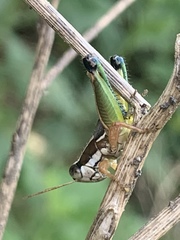 Phaedrotettix
