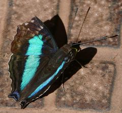Doxocopa laurentia laurentia