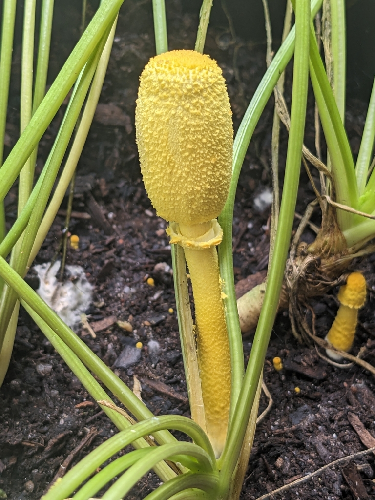 Leucocoprinus birnbaumii · February 2025 · photo: © holocene_matt (iNaturalist, cc-by)