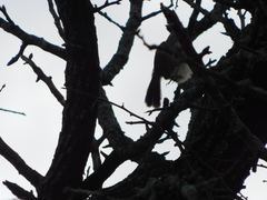 Thryomanes bewickii