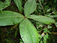 Costus guanaiensis