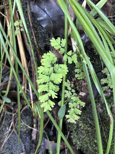 Adiantum capillus-veneris observed 2025-02-11