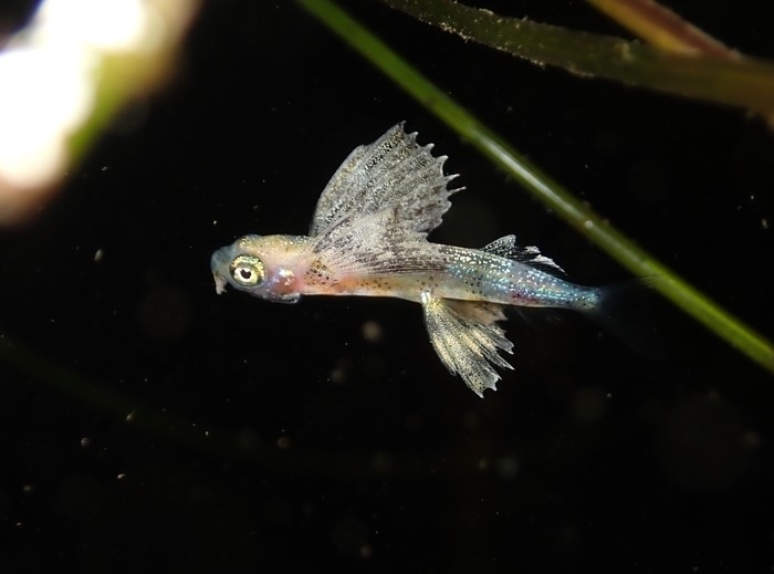 Blotchwing Flyingfish