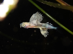 Blotchwing Flyingfish photo 1