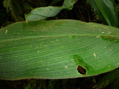 Costus guanaiensis