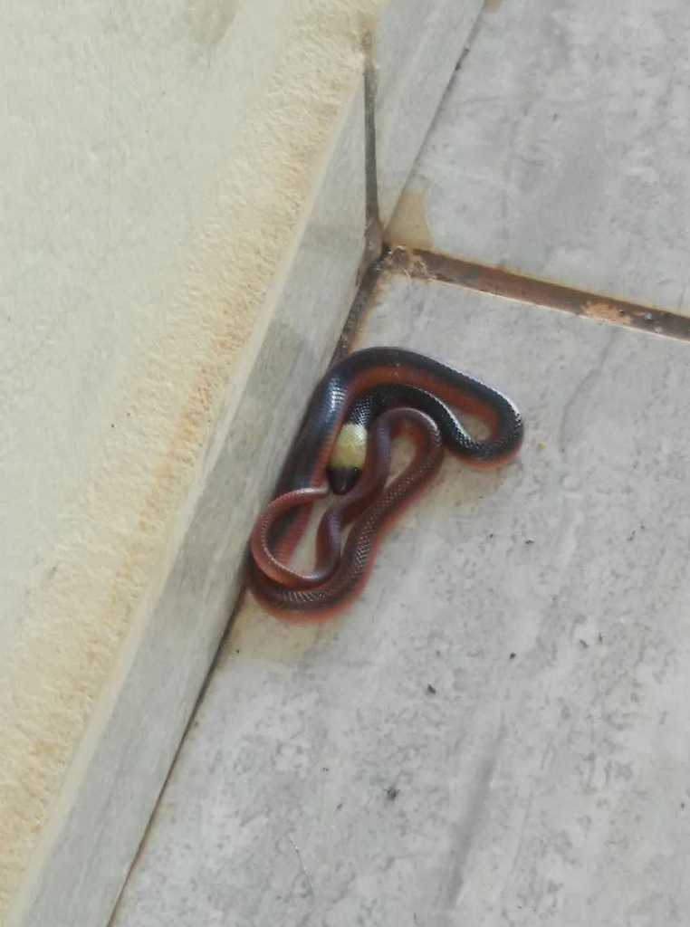 Southeastern Scarlet Snake