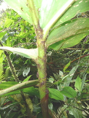Costus guanaiensis