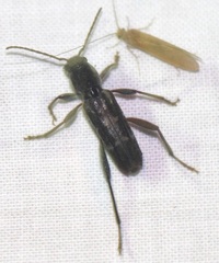 Xylotrechus sagittatus