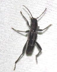Xylotrechus sagittatus