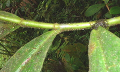 Costus guanaiensis